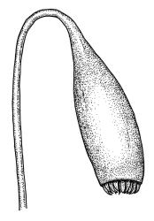 Rosulabryum campylothecium, capsule. Drawn from K.W. Allison 135, CHR 567440A.
 Image: R.C. Wagstaff © Landcare Research 2015 